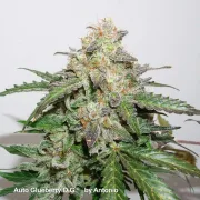 Glueberry OG Auto – Dutch Passion – Autoflowering
