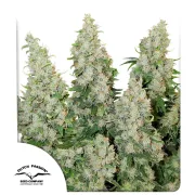 Think Different – Dutch Passion – Autoflowering