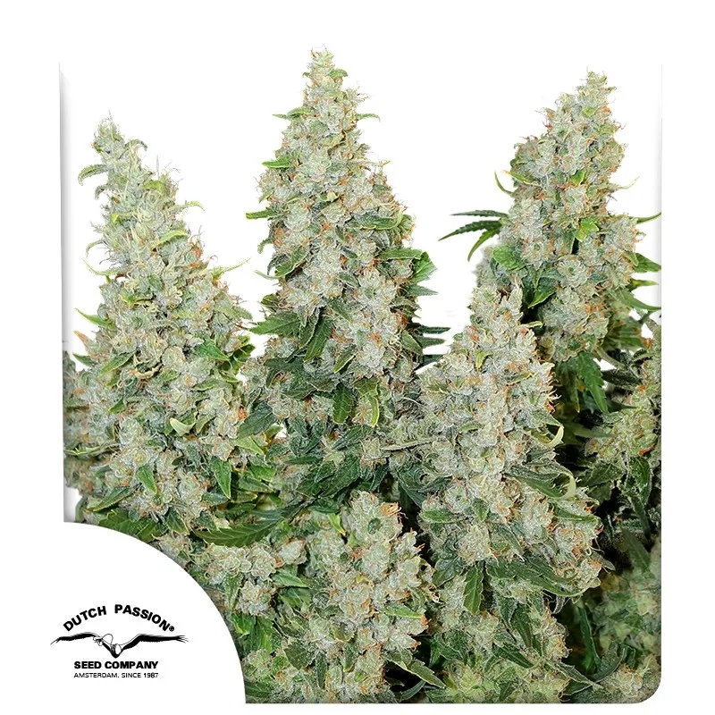 Think Different – Dutch Passion – Autoflowering