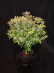 C4 Auto