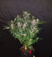 C4 Auto – FastBuds – Autoflowering