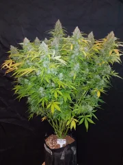 Californian Snow Auto – FastBuds – Autoflowering