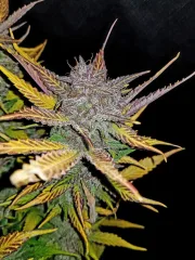 Cream Cookies Auto