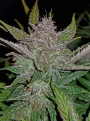 Cream Cookies Auto