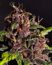 Crystal Meth Auto