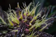 Crystal Meth Auto