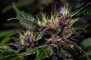 Crystal Meth Auto