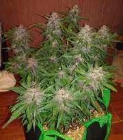 Crystal Meth Auto – FastBuds – Autoflowering