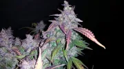 Fastberry Auto