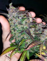 Fastberry Auto – FastBuds – Autoflowering