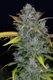 Gelato Auto – FastBuds – Autoflowering