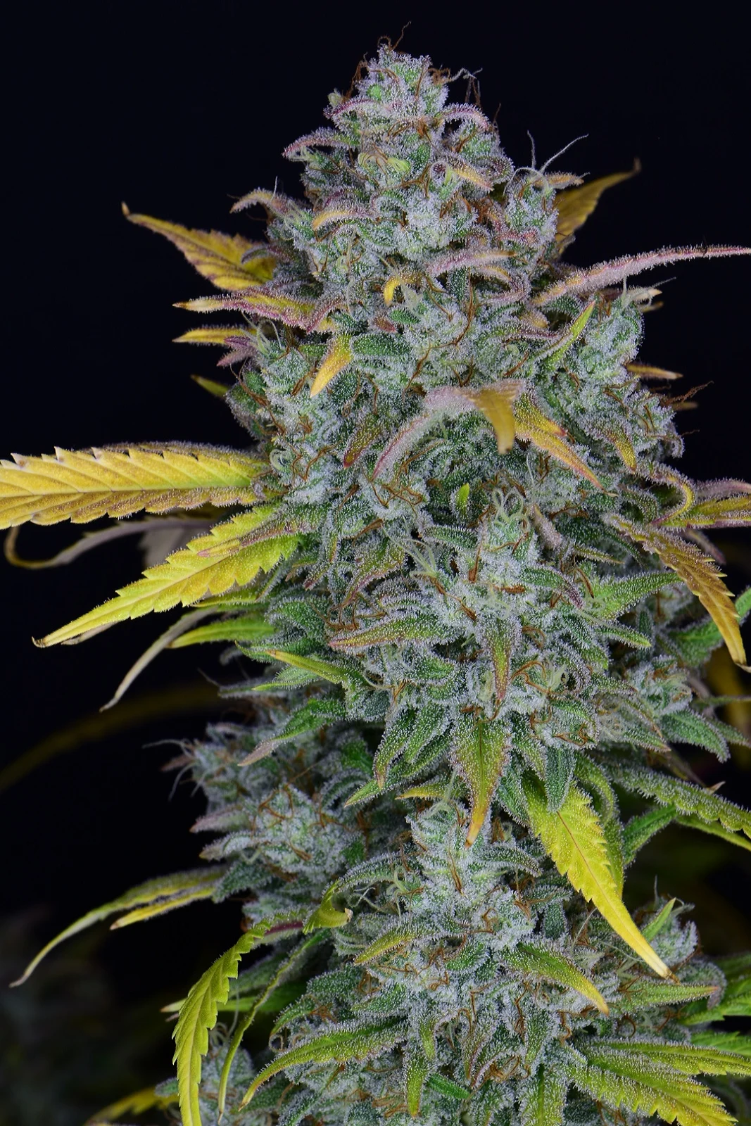 Gelato Auto – FastBuds – Autoflowering