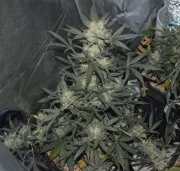 Girl Scout Cookies Auto