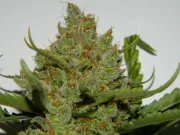 Green Crack Auto