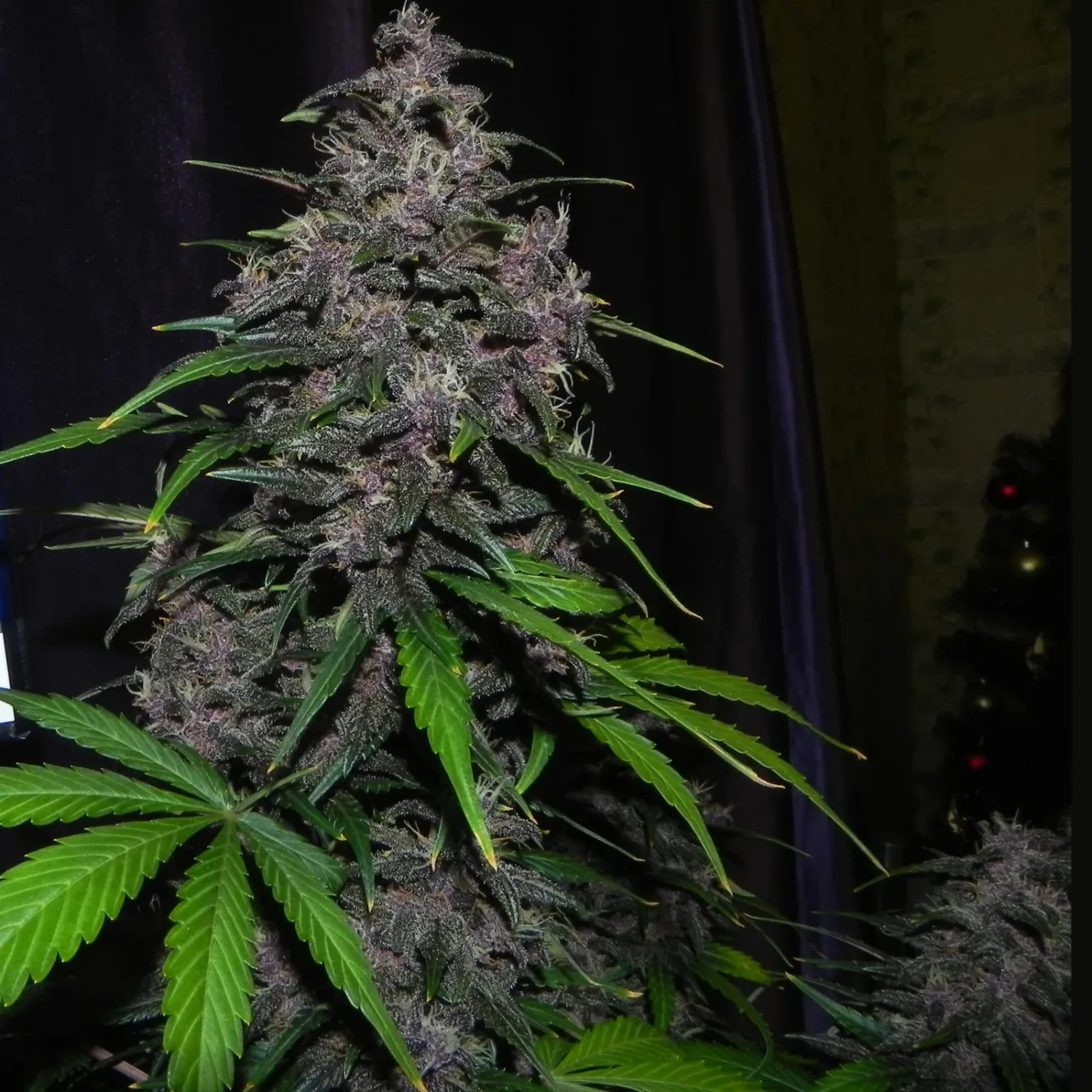 LSD-25 Auto – FastBuds – Autoflowering