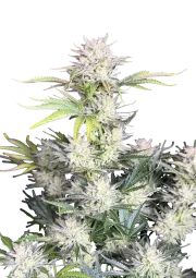 Original Auto AK – FastBuds – Autoflowering