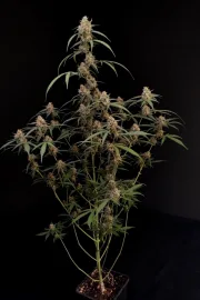 Original Auto AK – FastBuds – Autoflowering