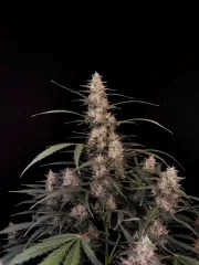 Original Auto Amnesia Haze