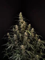 Original Auto Amnesia Haze