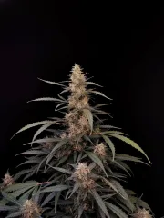 Original Auto Amnesia Haze