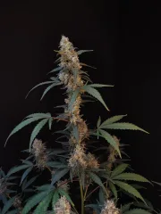 Original Auto BubbleGum