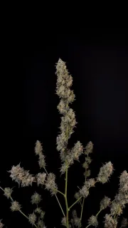 Original Auto BubbleGum
