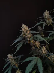 Original Auto BubbleGum