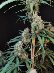 Original Auto Cheese