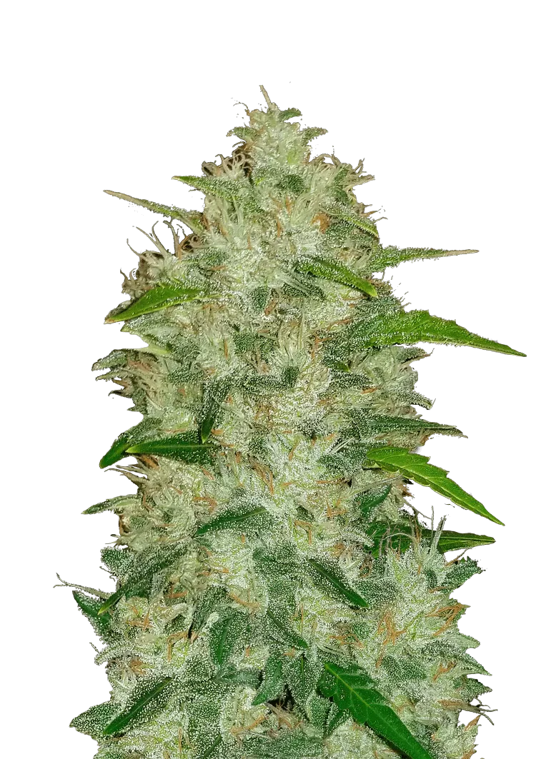 Original Auto Chemdawg – FastBuds – Autoflowering