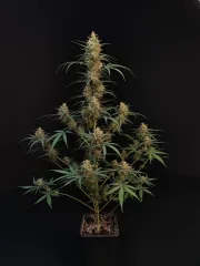 Original Auto Chemdawg