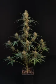 Original Auto Chemdawg – FastBuds – Autoflowering