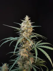 Original Auto Chemdawg