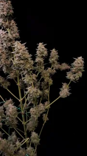 Original Auto Critical