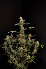 Original Auto Critical – FastBuds – Autoflowering