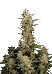 Original Auto Critical – FastBuds – Autoflowering