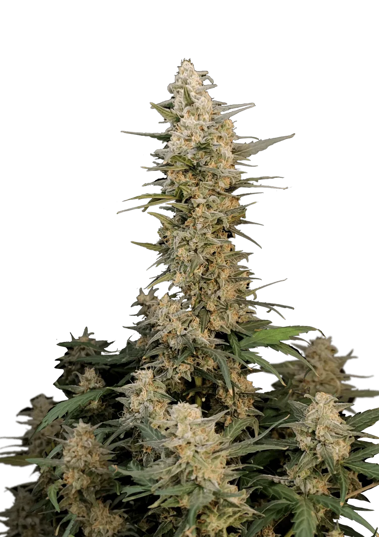 Original Auto Critical – FastBuds – Autoflowering
