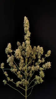 Original Auto Critical