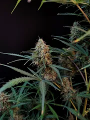 Original Auto Jack Herer