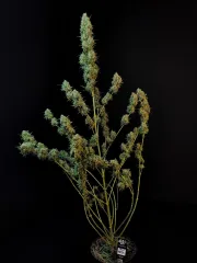 Original Auto Jack Herer