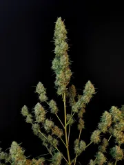 Original Auto Jack Herer