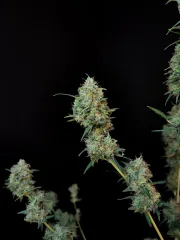Original Auto Jack Herer