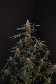 Original Auto Northern Lights – FastBuds – Autoflowering