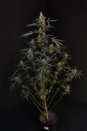 Original Auto Northern Lights – FastBuds – Autoflowering