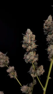 Original Auto Northern Lights