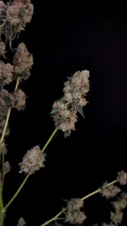 Original Auto Northern Lights