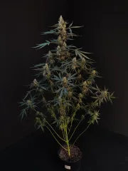 Original Auto Northern Lights