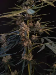 Original Auto Northern Lights
