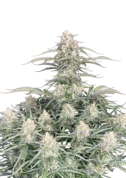 Original Auto Northern Lights – FastBuds – Autoflowering
