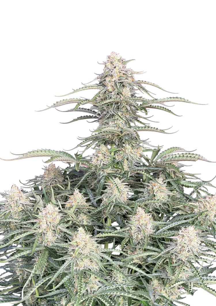 Original Auto Northern Lights – FastBuds – Autoflowering