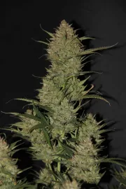 Original Auto OG Kush